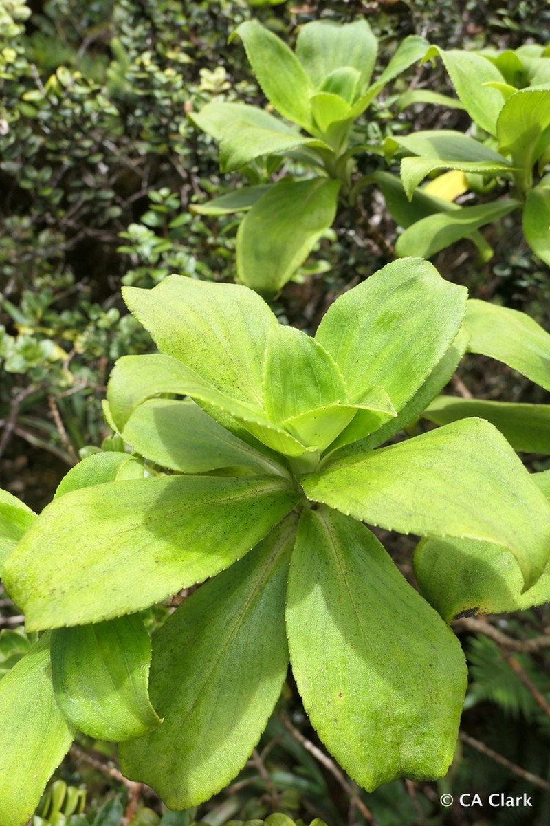 Na'Ena'E Pua Melemele photo 2