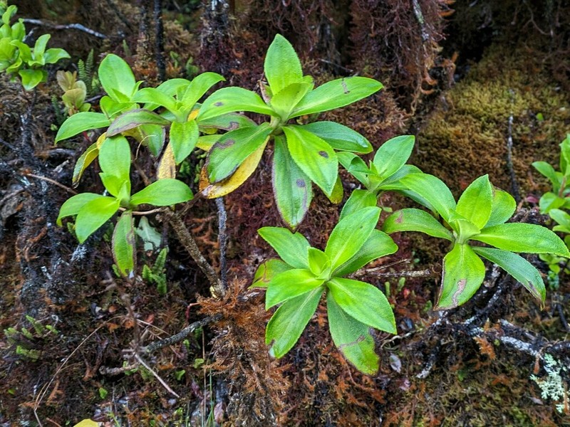 Na'Ena'E Pua Melemele photo 3
