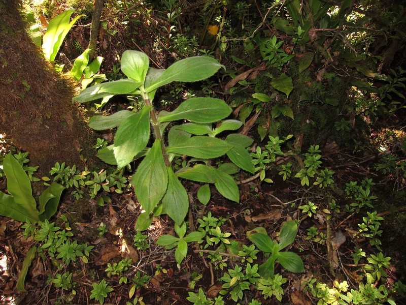 Na'Ena'E Pua Melemele photo 4