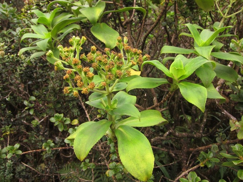 Na'Ena'E Pua Melemele photo 5
