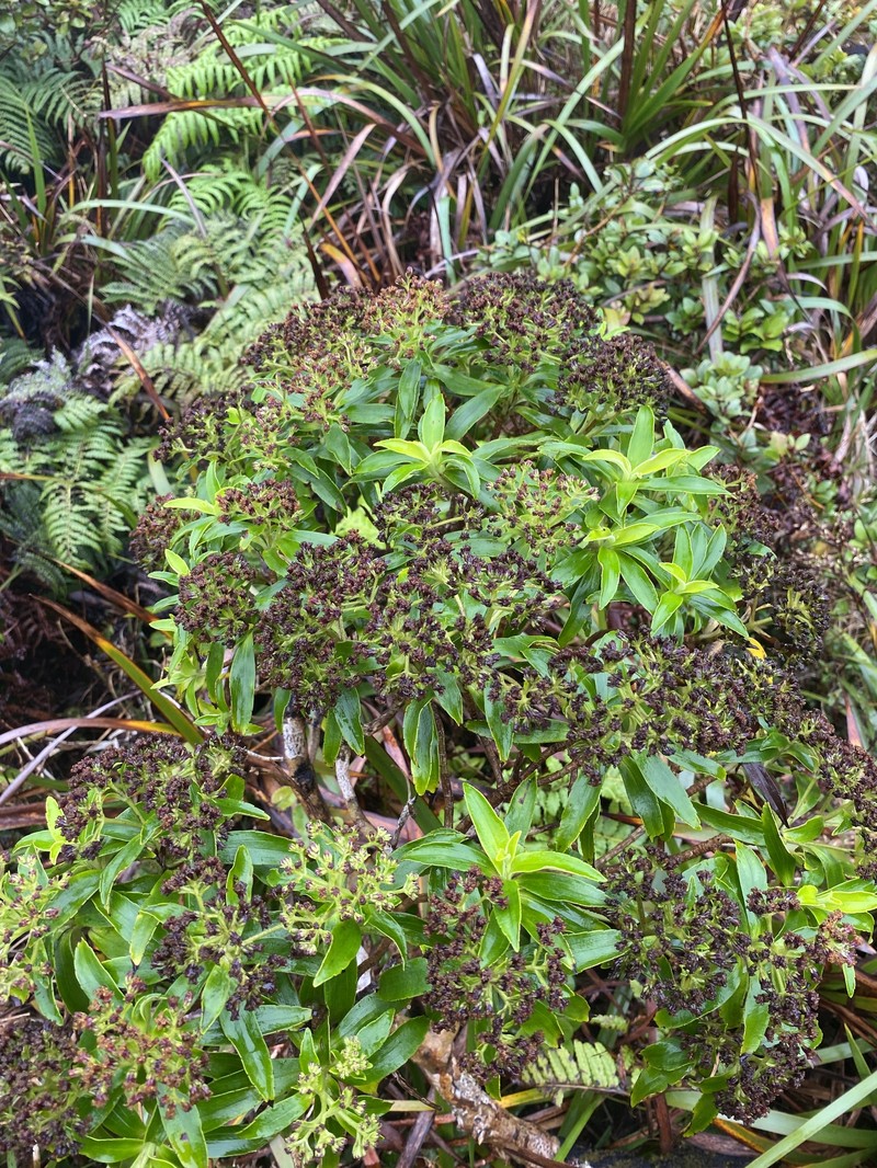 Dubautia laxa subsp. bryanii photo 3