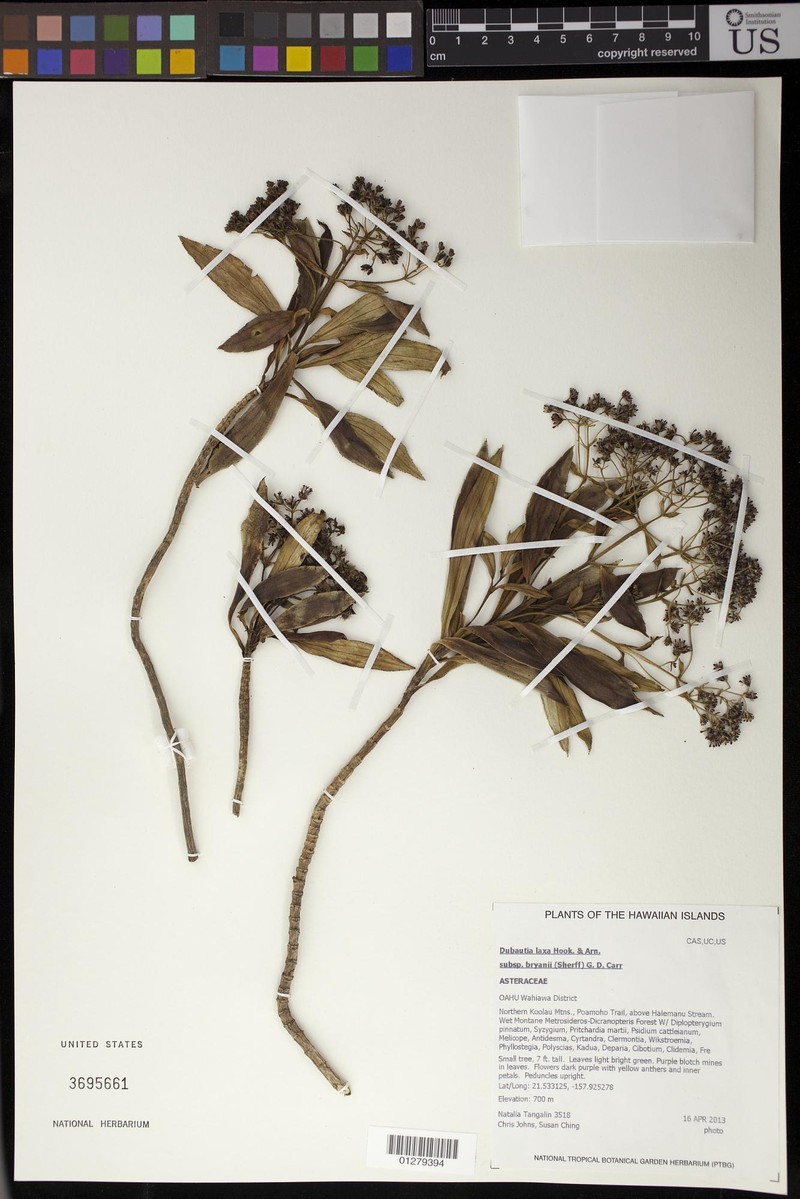 Dubautia laxa subsp. bryanii photo 4