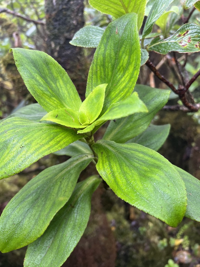 Dubautia laxa subsp. hirsuta photo 2