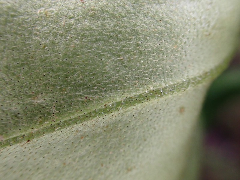 Dubautia laxa subsp. hirsuta photo 3