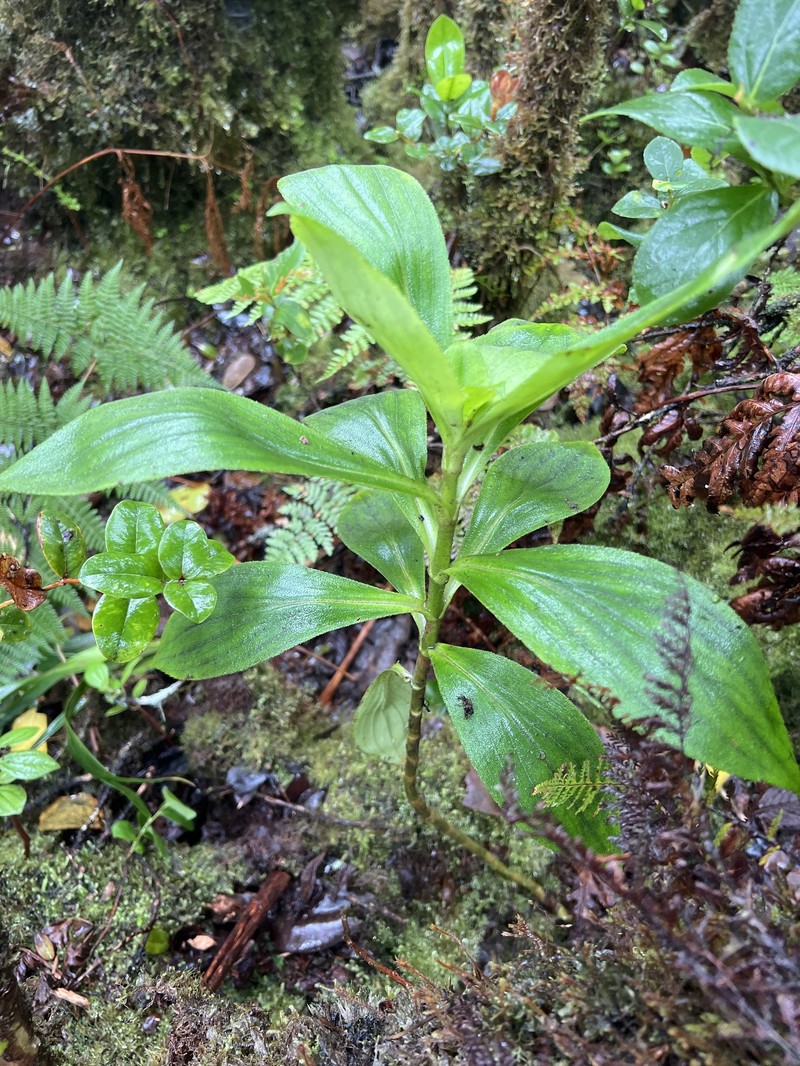 Dubautia laxa subsp. hirsuta photo 4