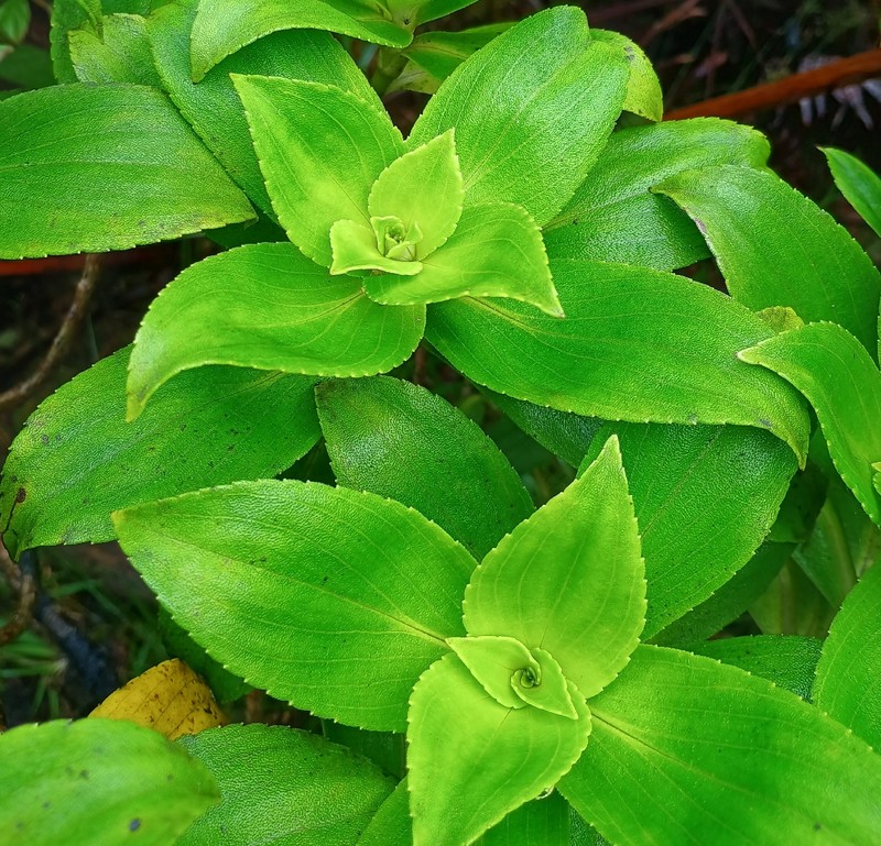 Dubautia laxa subsp. hirsuta photo 5