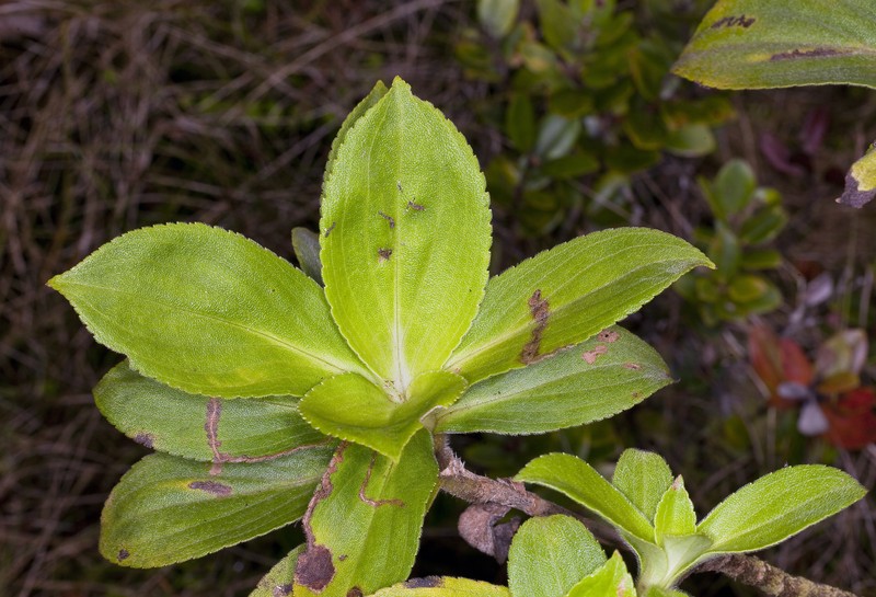 Dubautia laxa subsp. hirsuta