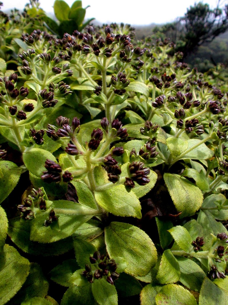 Dubautia laxa subsp. laxa