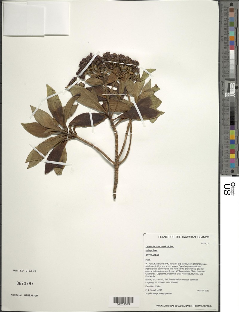 Dubautia laxa subsp. laxa photo 2