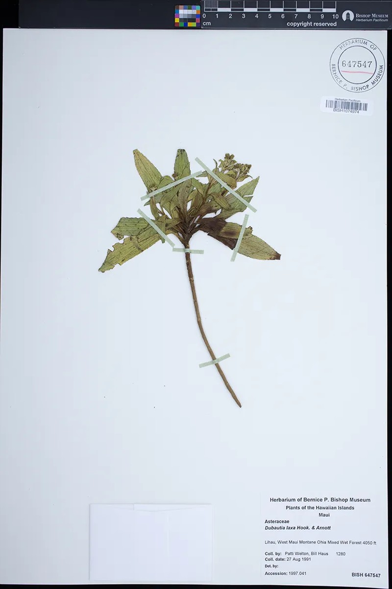 Dubautia laxa subsp. laxa photo 3