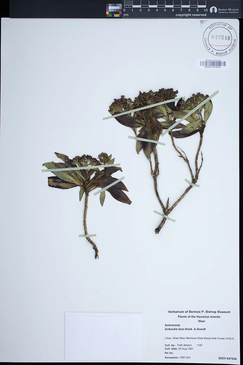 Dubautia laxa subsp. laxa photo 4