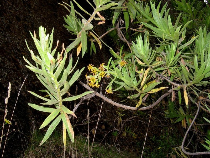 Shrubland Dubautia