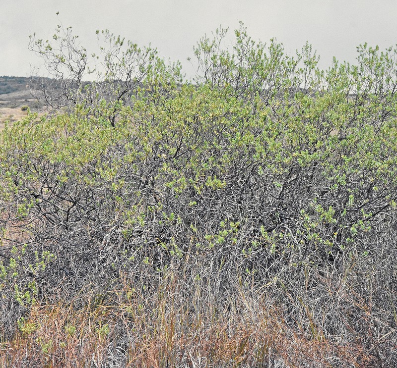 Shrubland Dubautia photo 2