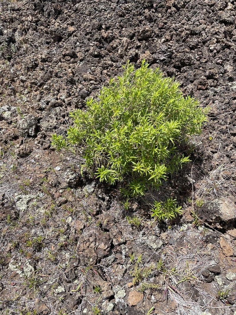 Shrubland Dubautia photo 3