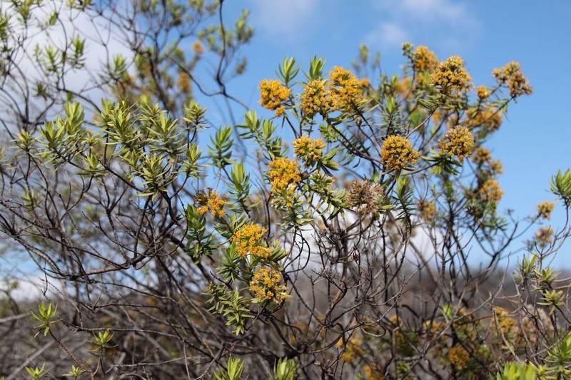 Shrubland Dubautia photo 4