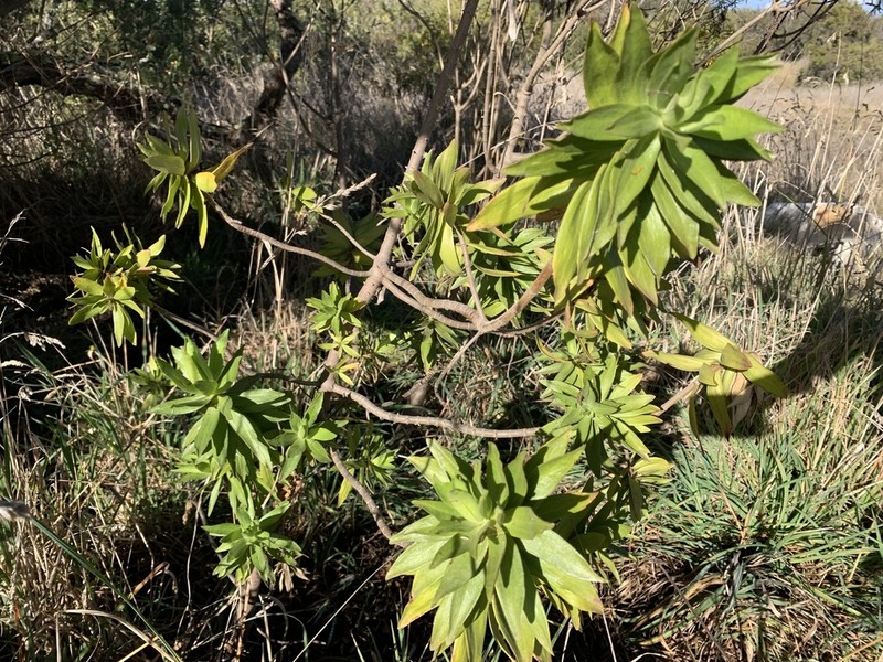 Shrubland Dubautia photo 5