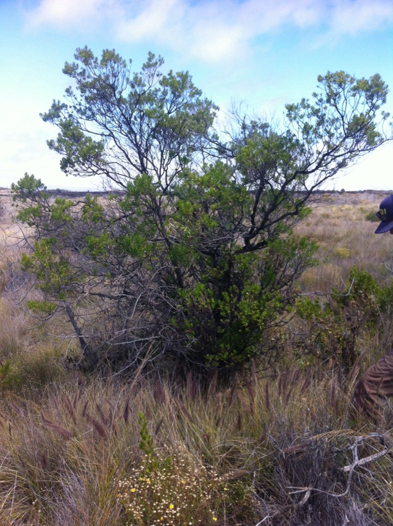Shrubland Dubautia photo 6