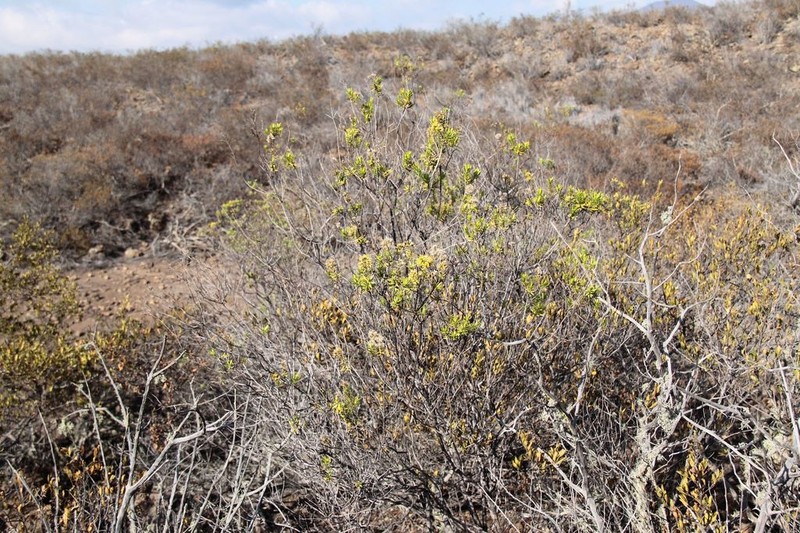 Shrubland Dubautia photo 7