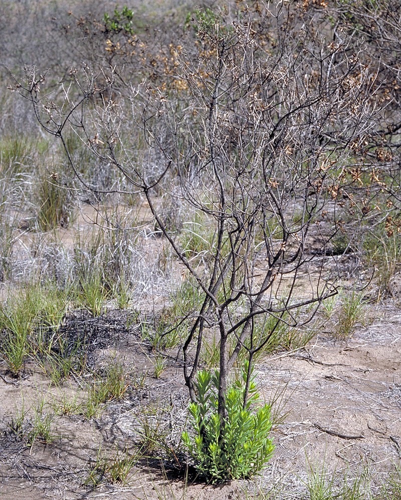 Shrubland Dubautia photo 8