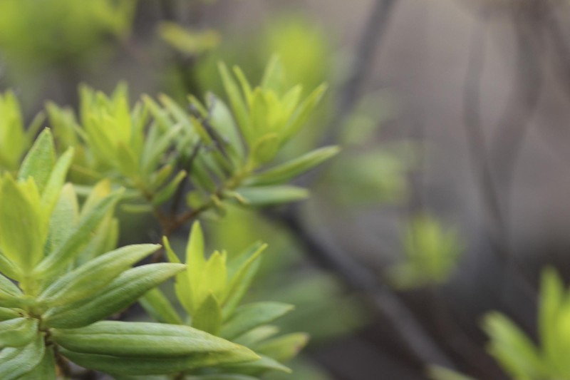 Dubautia linearis subsp. hillebrandii