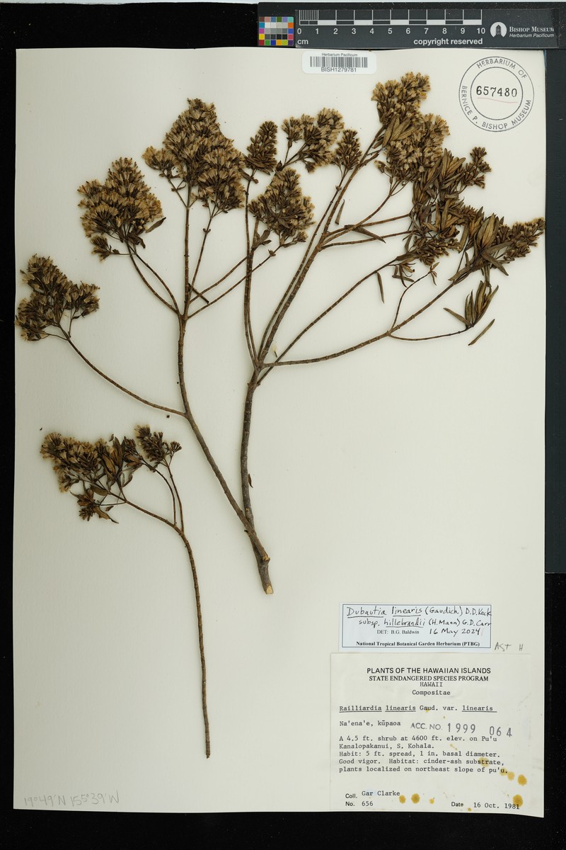Dubautia linearis subsp. hillebrandii photo 2