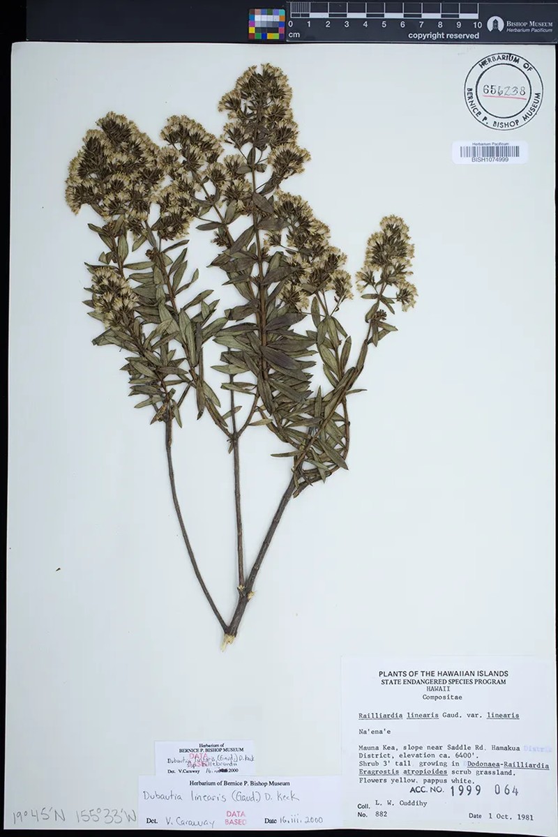 Dubautia linearis subsp. hillebrandii photo 3