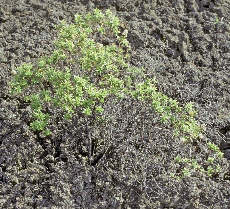 Dubautia linearis subsp. linearis