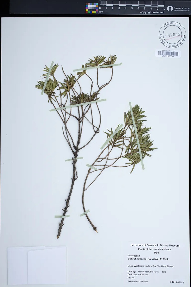 Dubautia linearis subsp. linearis photo 2