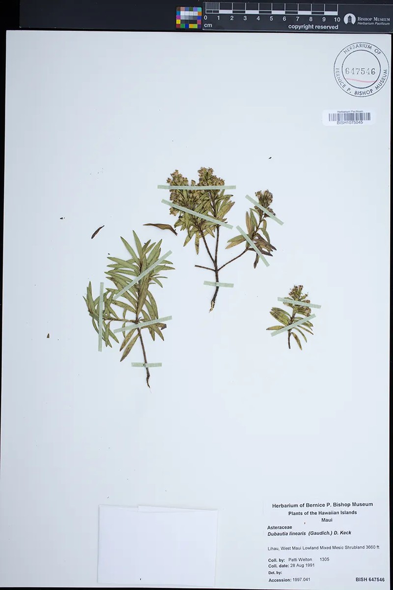 Dubautia linearis subsp. linearis photo 3