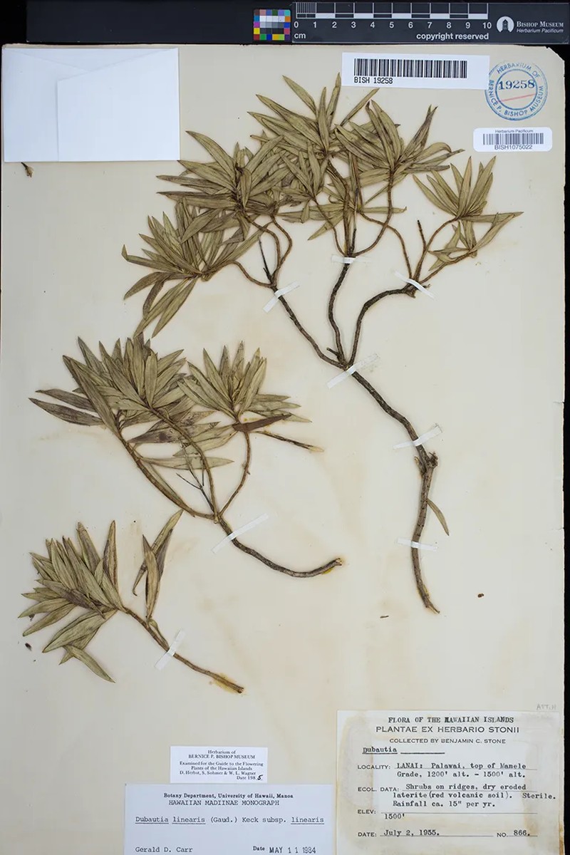 Dubautia linearis subsp. linearis photo 4