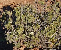 Mountain Dubautia
