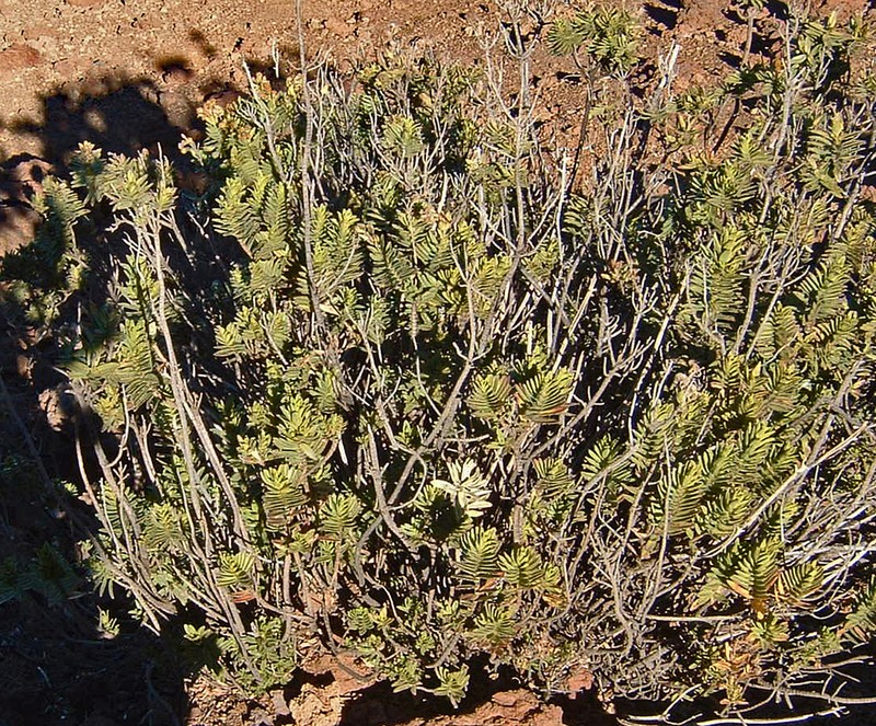 Mountain Dubautia