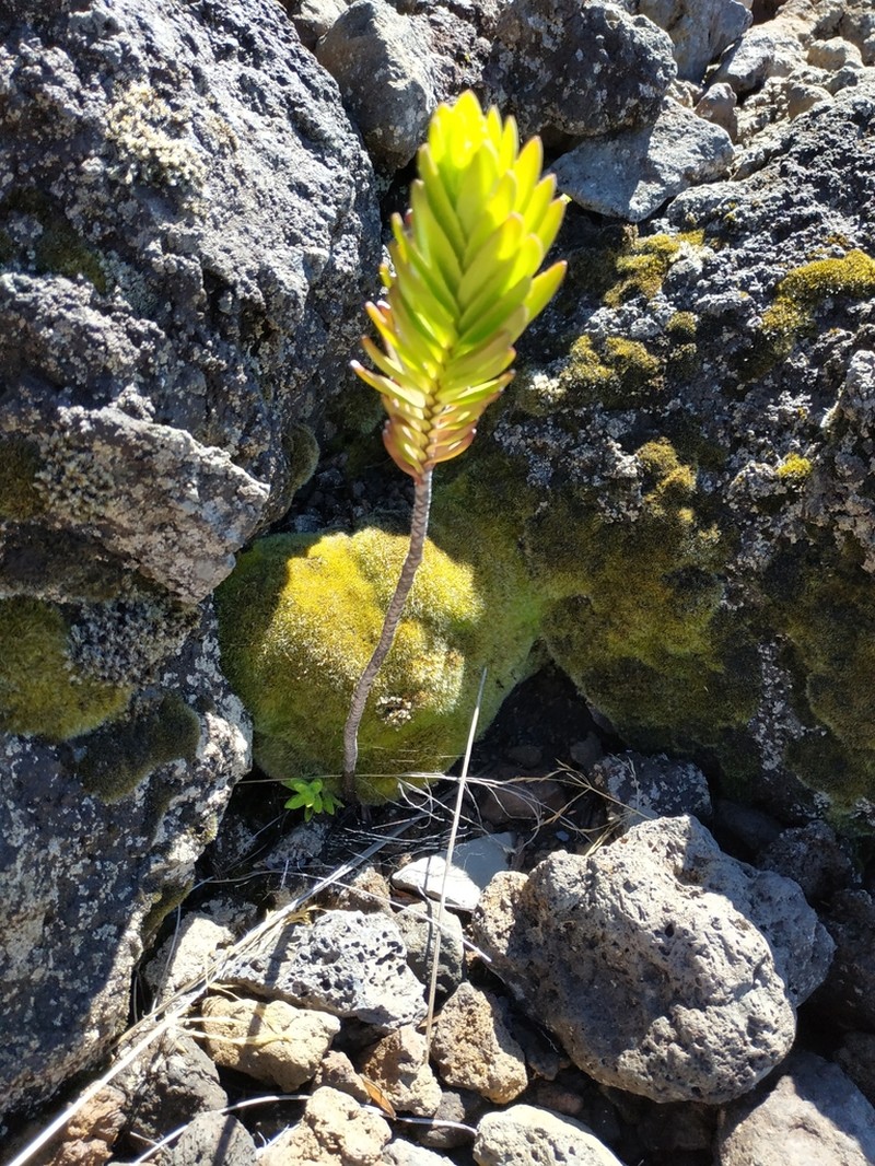 Mountain Dubautia photo 2