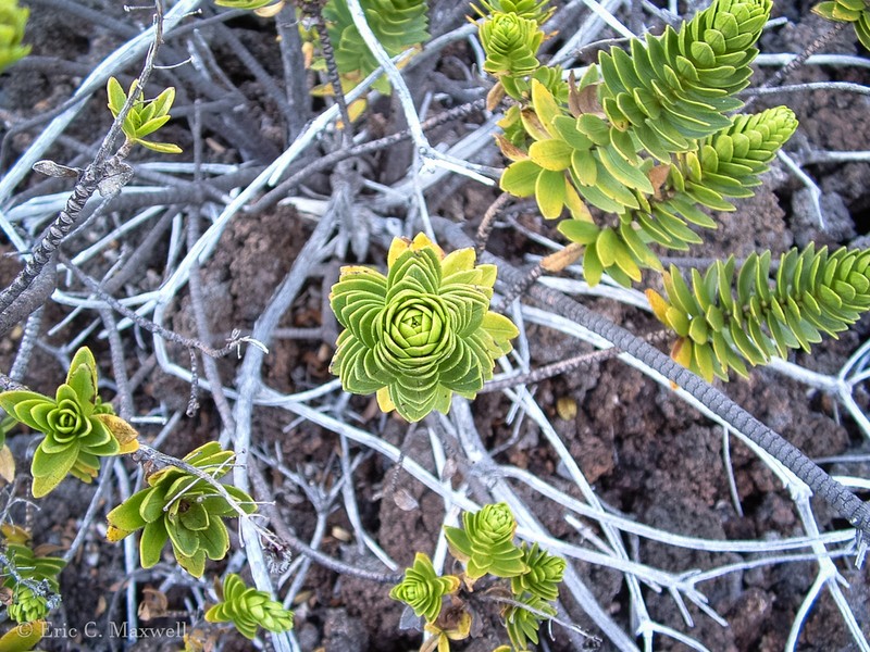 Mountain Dubautia photo 3