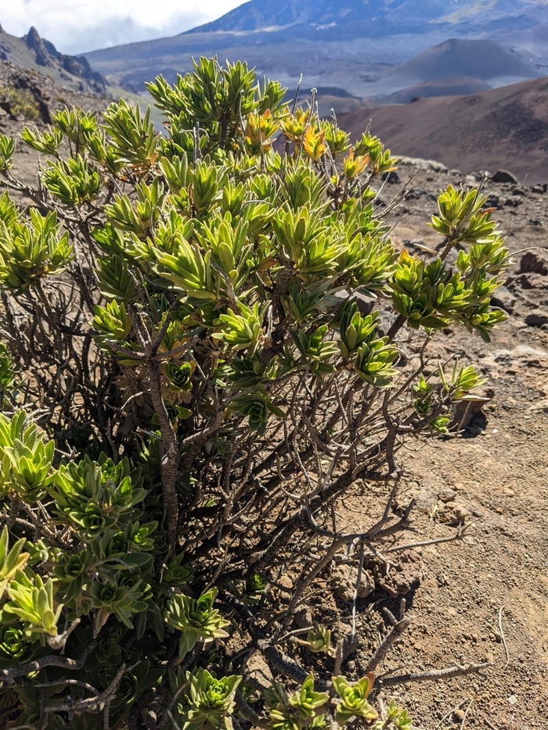 Mountain Dubautia photo 5
