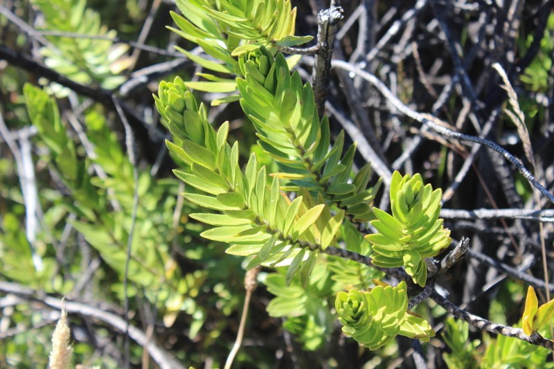 Mountain Dubautia photo 6