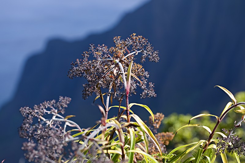 Kauai Dubautia