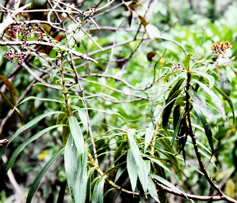 Kauai Dubautia
