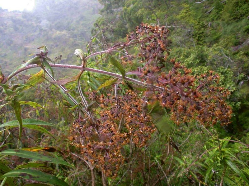 Kauai Dubautia photo 2