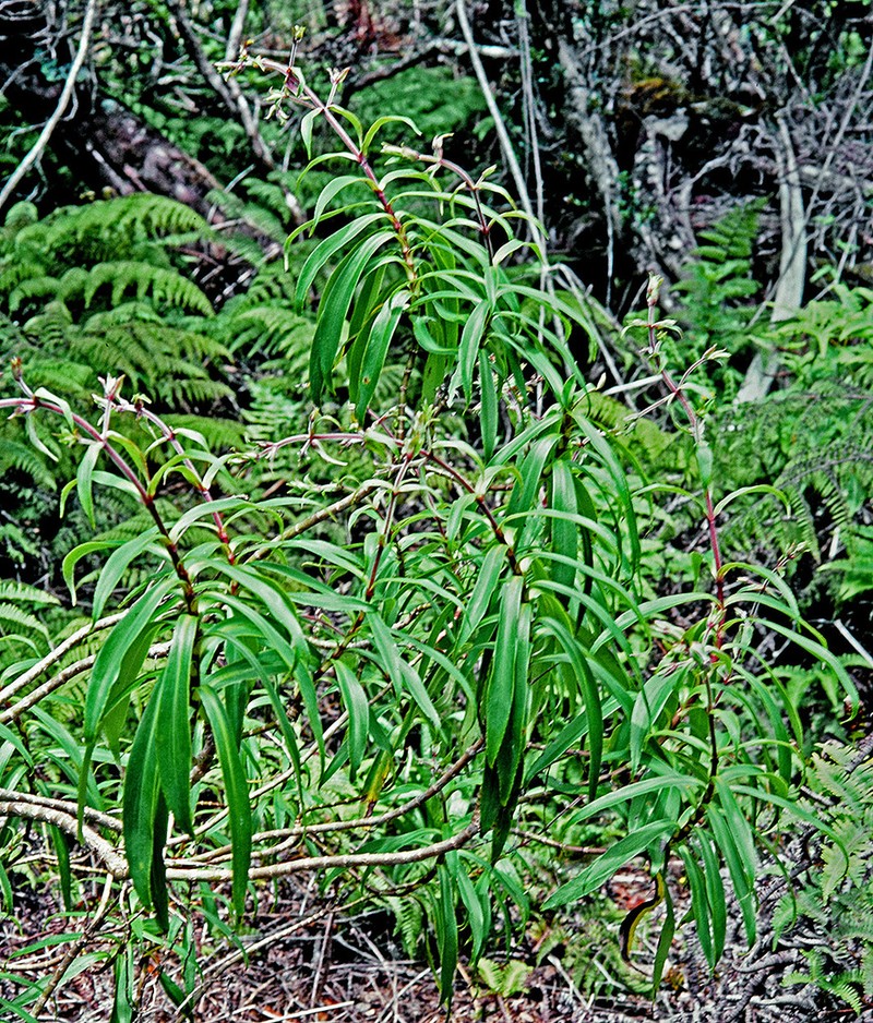 Kauai Dubautia photo 3