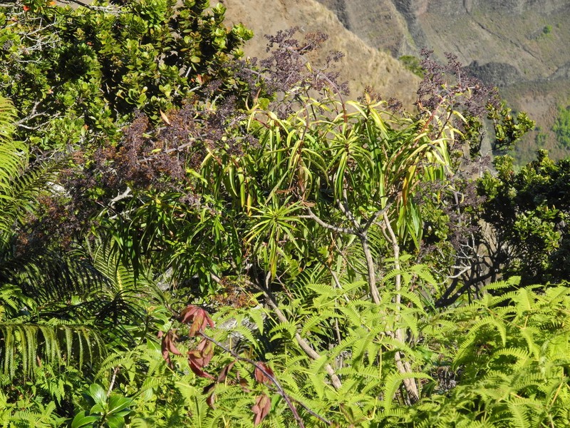 Kauai Dubautia photo 4