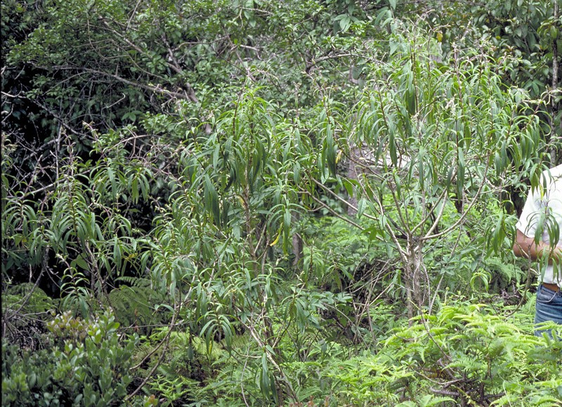 Kauai Dubautia photo 5