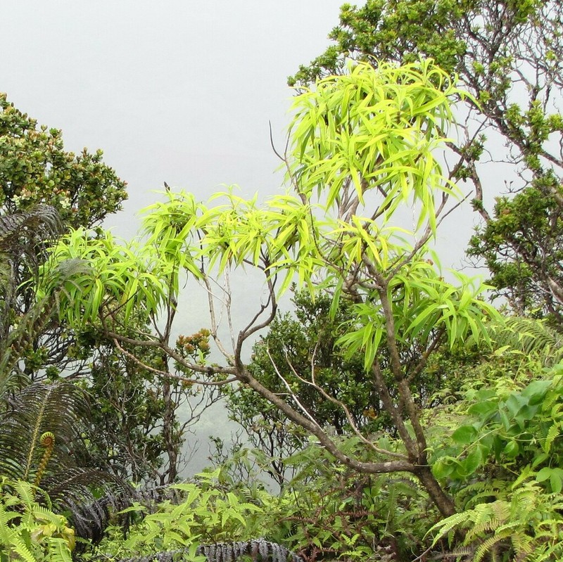 Kauai Dubautia photo 6