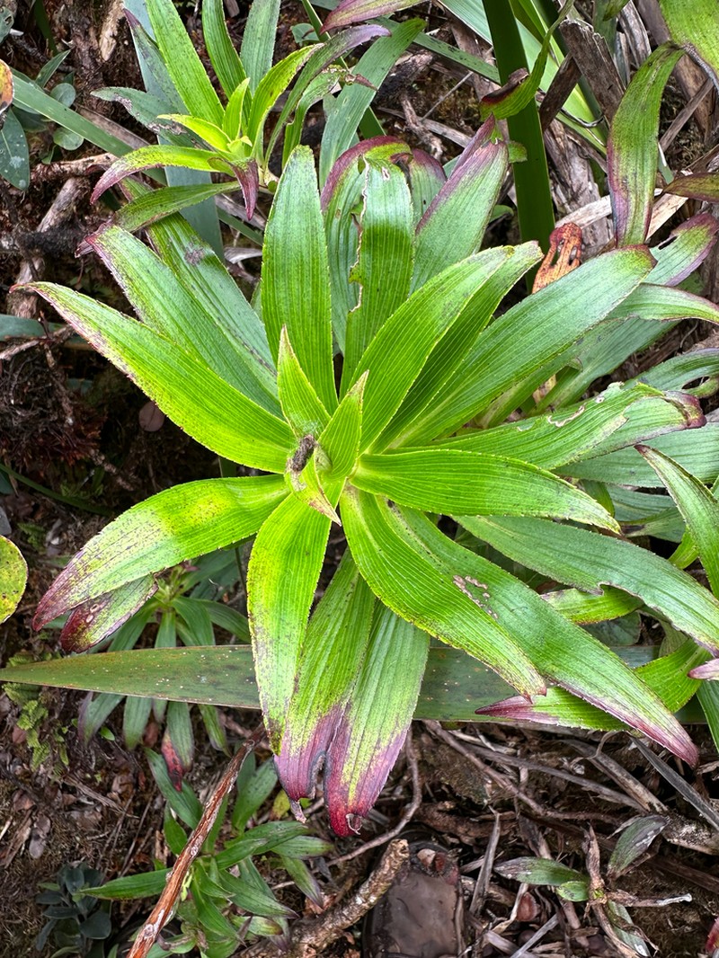 Na'Ena'E Pua Kea