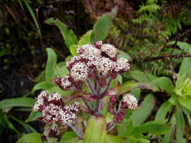 Na'Ena'E Pua Kea photo 3