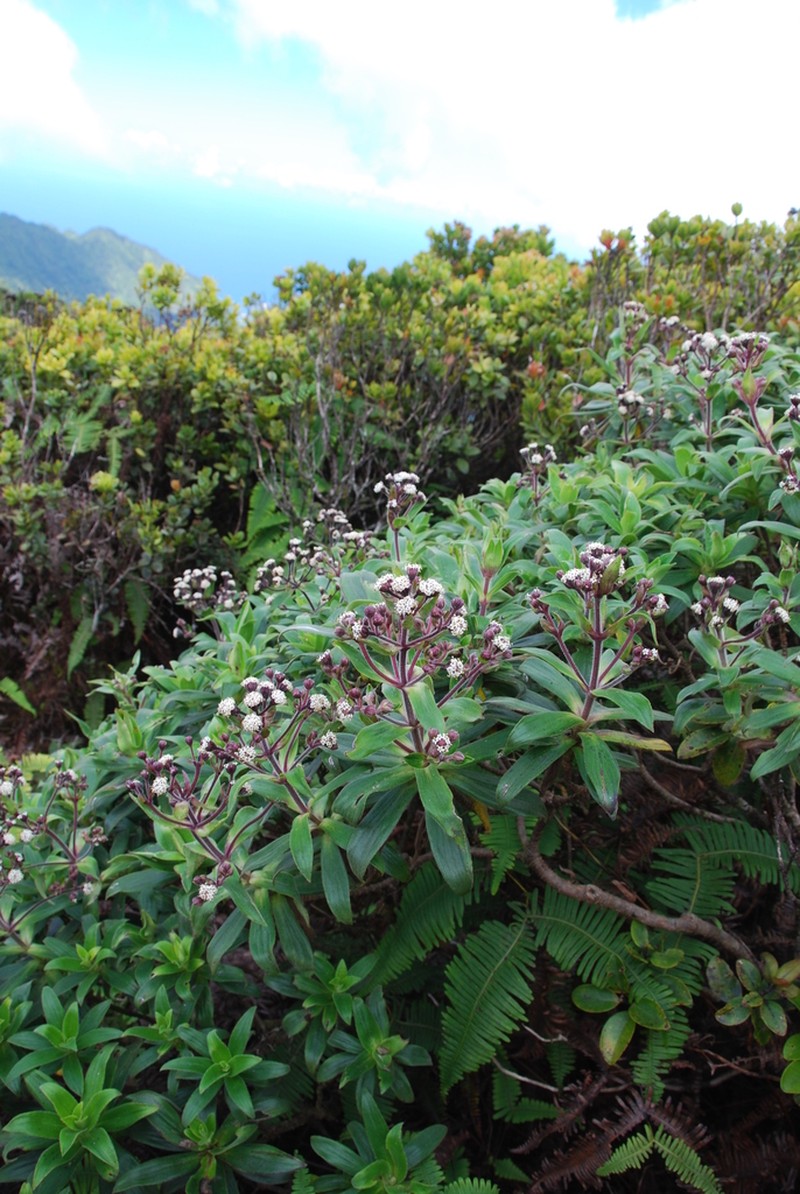 Na'Ena'E Pua Kea photo 4