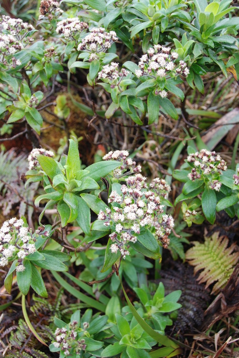 Na'Ena'E Pua Kea photo 7