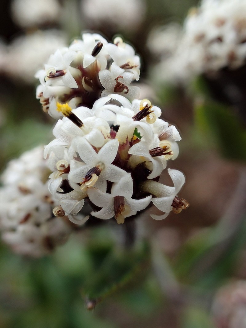 Na'Ena'E Pua Kea photo 8