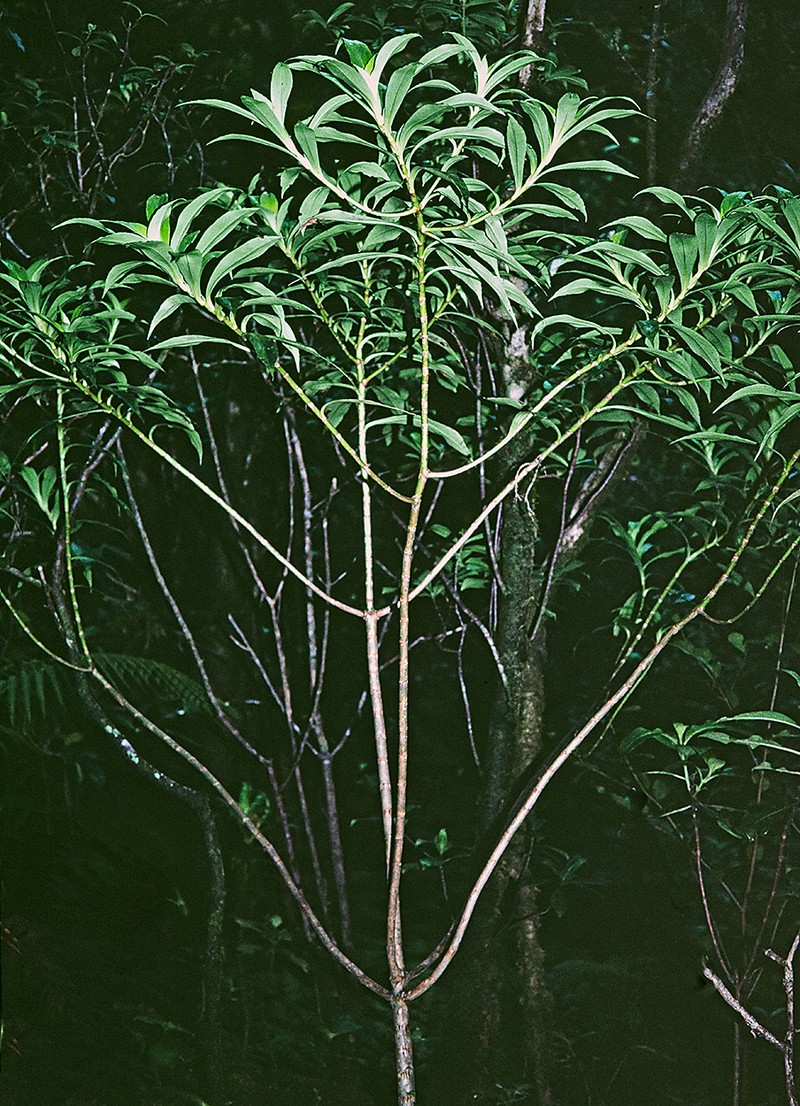 Wahiawa Bog Dubautia photo 4