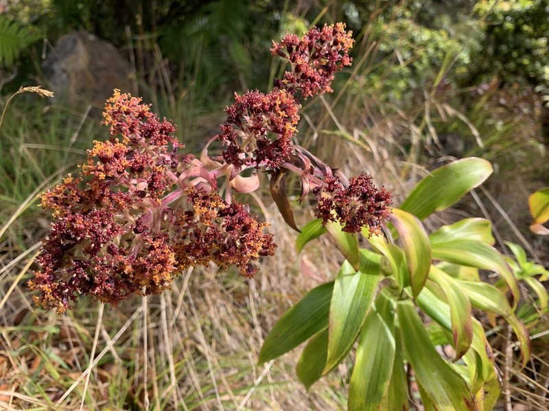 Plantainleaf Dubautia photo 2